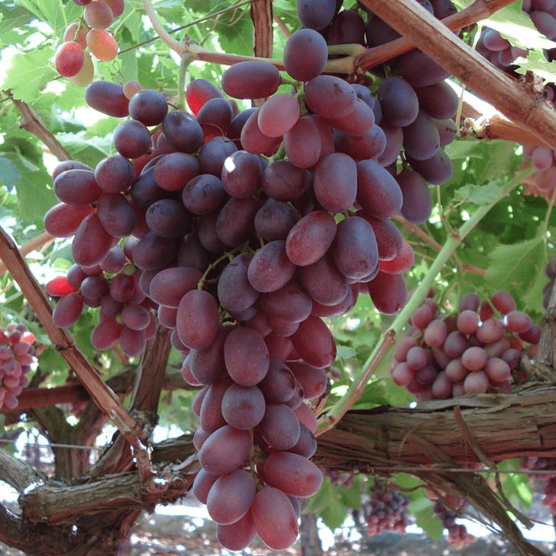 Deep red Crimson Seedless grapes in large, elongated clusters