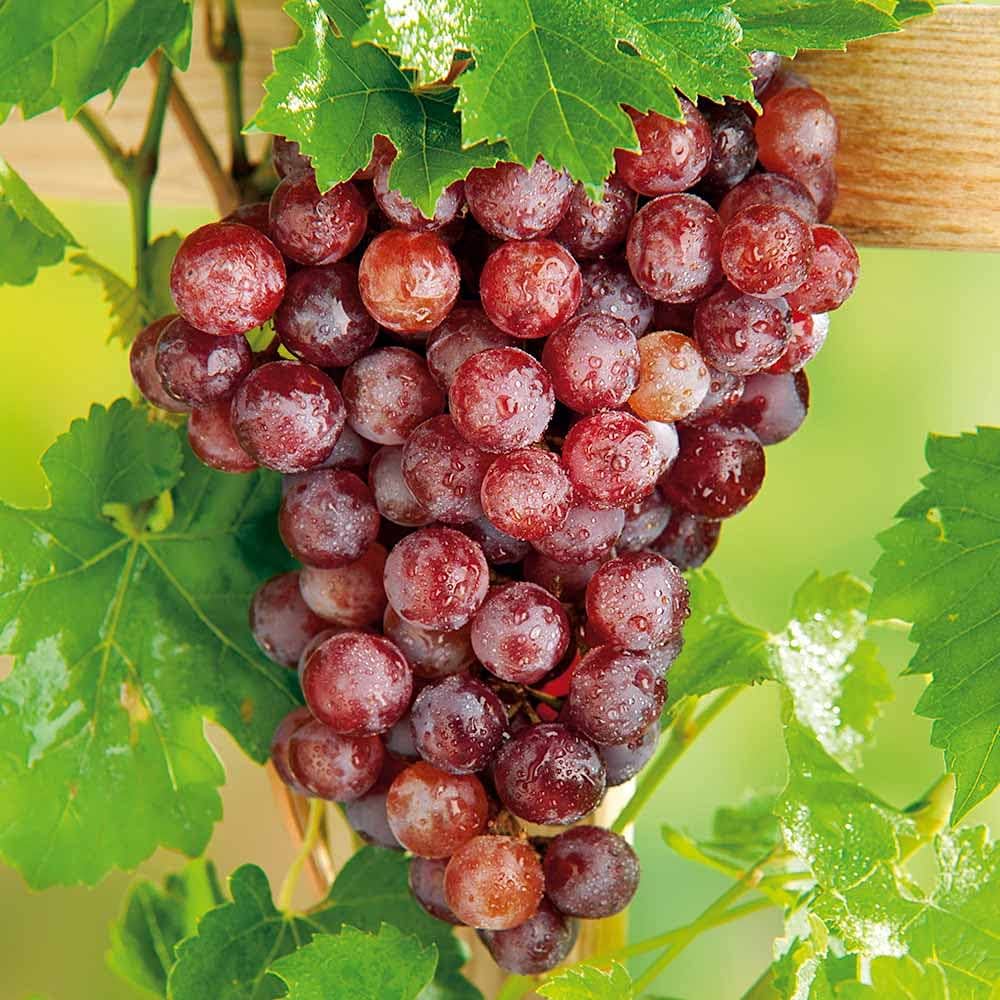 Bright red Flame Seedless grapes with firm berries in full clusters
