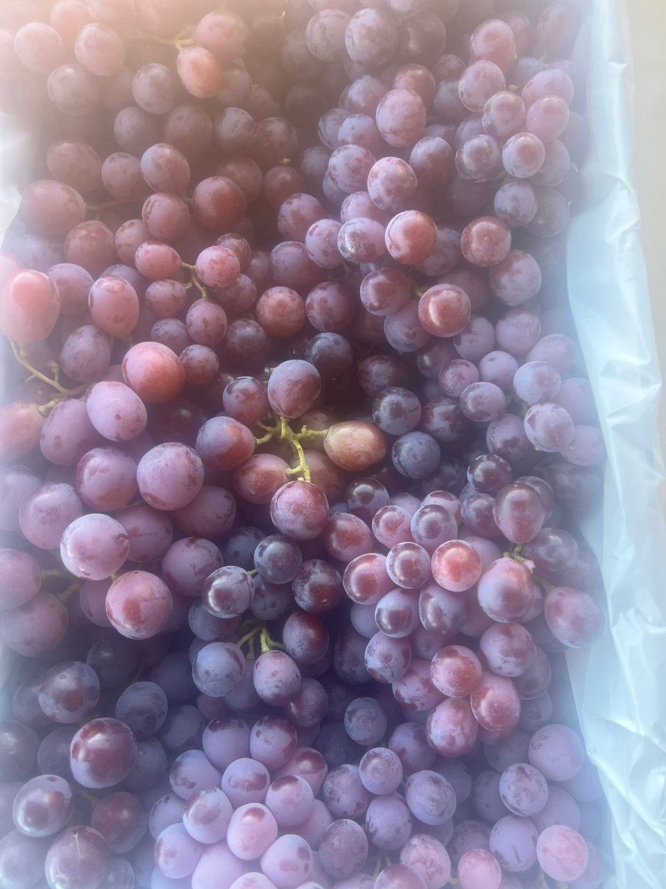 Red Krissy Seedless grapes with uniform berry size and firm appearance